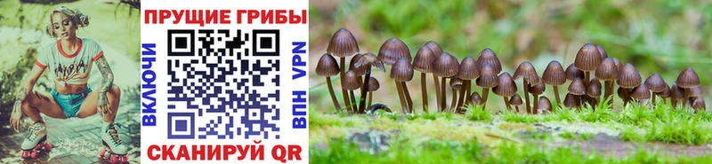 kraken рабочий сайт  Тверь  Псилоцибиновые грибы мицелий 